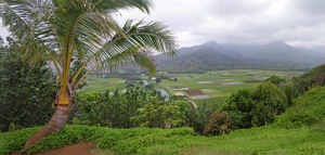 Taro fields in the Hanalei valley.